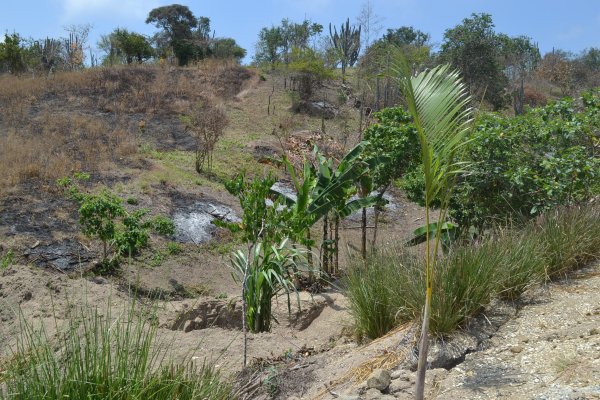 Bananas and sugar cane